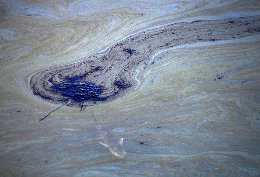 California Oil Spillages Set Concerns For Wildlife