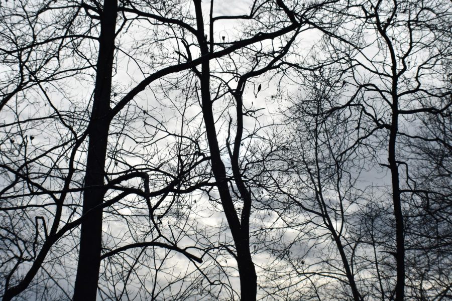 Winter Trees Chaitanya Kadimisetty