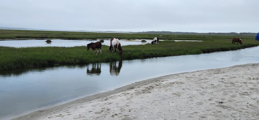 Assateague Island